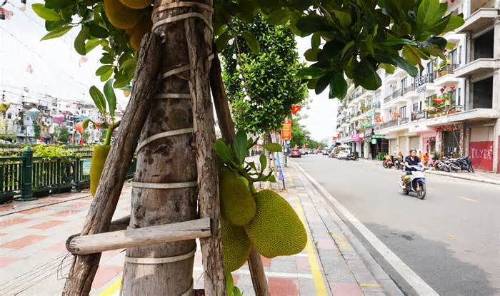 Cây ăn quả mít, xoài trĩu quả trên các tuyến phố trung tâm Hải Phòng, Quảng Ninh