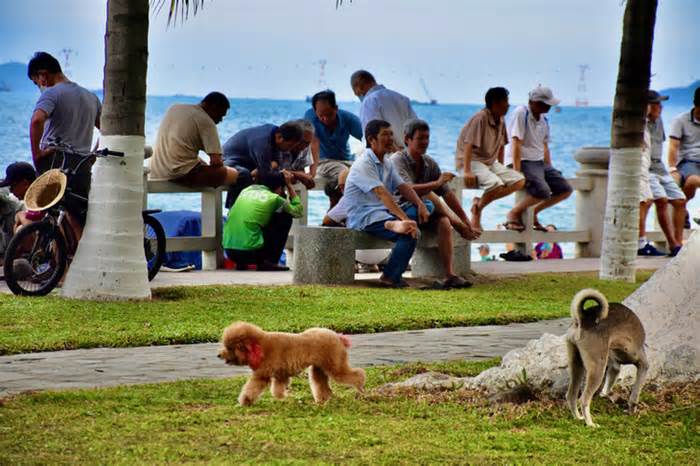 Xử lý 'nạn' chó thả rông tại Nha Trang: Nơi làm được, nơi không