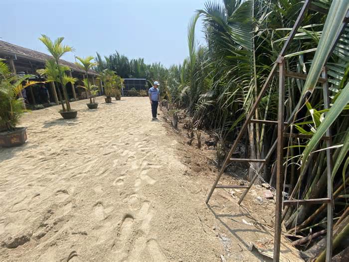 Doanh nghiệp phá rừng dừa ở Hội An viết thư xin lỗi chính quyền, tháo dỡ đất lấn chiếm