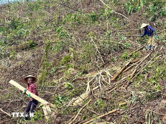 Quảng Ninh: Hồi sinh cho những cánh rừng chết sau bão số 3