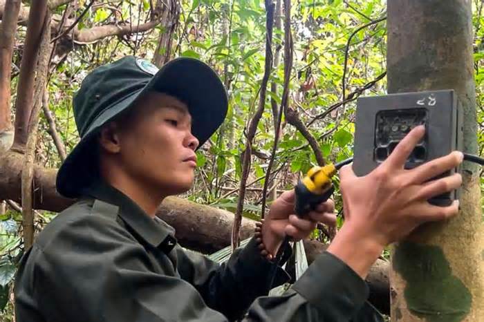 Hai tháng đặt 'mắt thần' săn ảnh 9 con voi ở Đà Nẵng