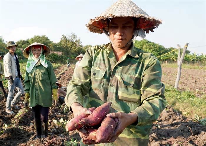 Nông dân Tây Nguyên khóc vì khoai mất mùa, rẻ như cho