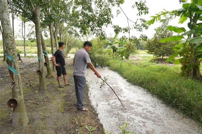 Tây Ninh: Kiểm tra cơ sở chăn nuôi gây ô nhiễm sau phản ánh của TTXVN