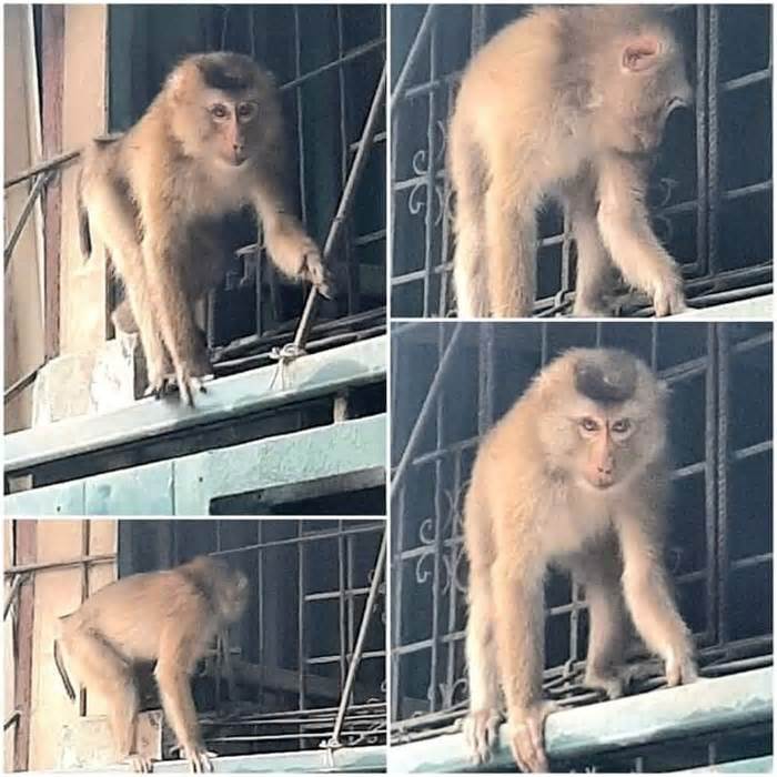 Khỉ hoang gây náo loạn khu dân cư ở Hà Nội