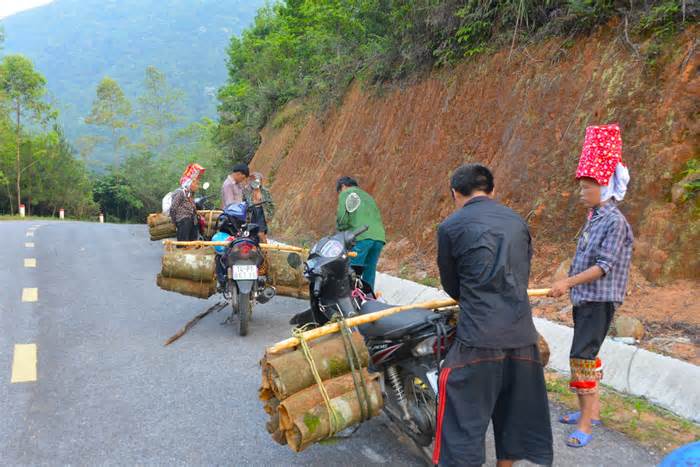 Rộn ràng mùa quế Bình Liêu