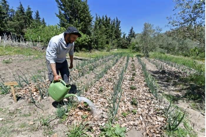 Nông nghiệp thân thiện với môi trường ở vùng hạn hán Tunisia