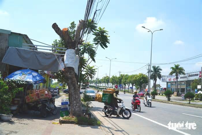 Chấn chỉnh cắt cây xanh 'cụt lủn' ở trường học, tuyến quốc lộ 1