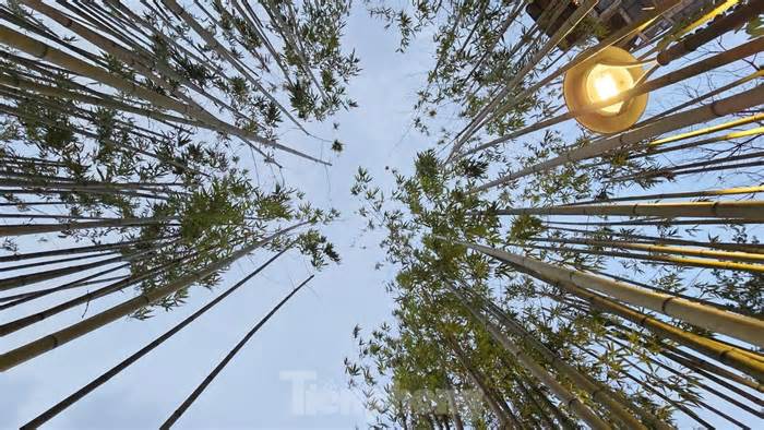 7.500 cây trúc bên hồ Trúc Bạch phát triển ra sao sau hơn nửa năm được trồng?