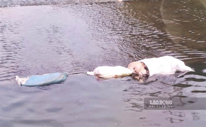 Tái diễn tình trạng xác động vật chết thả trôi sông ở Thái Nguyên