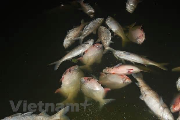 Quảng Nam: Phát hiện thêm vụ cá chết hàng loạt trên sông Nước Biên
