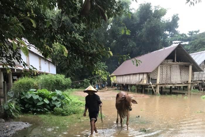 Mưa lớn gây ngập 50 ngôi nhà, hơn 300 ha lúa