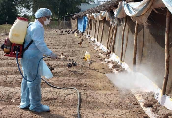Chuyên gia: Phải đánh giá mức độ nguy hiểm của cúm A/H5N1