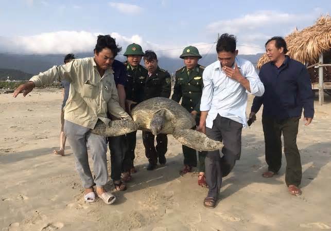 Thừa Thiên-Huế: Tái thả cá thể vích quý hiếm nặng khoảng 100kg về biển