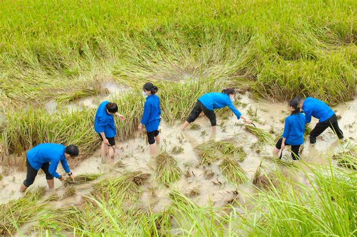 Lúa đổ rạp sau mưa lớn, thanh niên xuống đồng giúp người dân thu hoạch