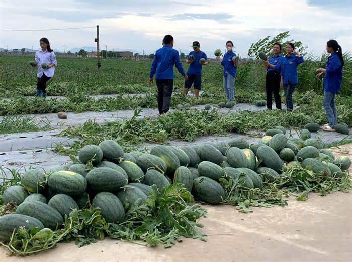 'Áo xanh' đi từng ngõ tuyên truyền ứng phó siêu bão YAGI, giúp thu hoạch nông sản