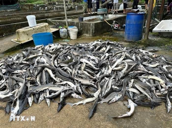 Lai Châu: 11 tấn cá tầm chết bất thường, thiệt hại lên đến hàng tỷ đồng