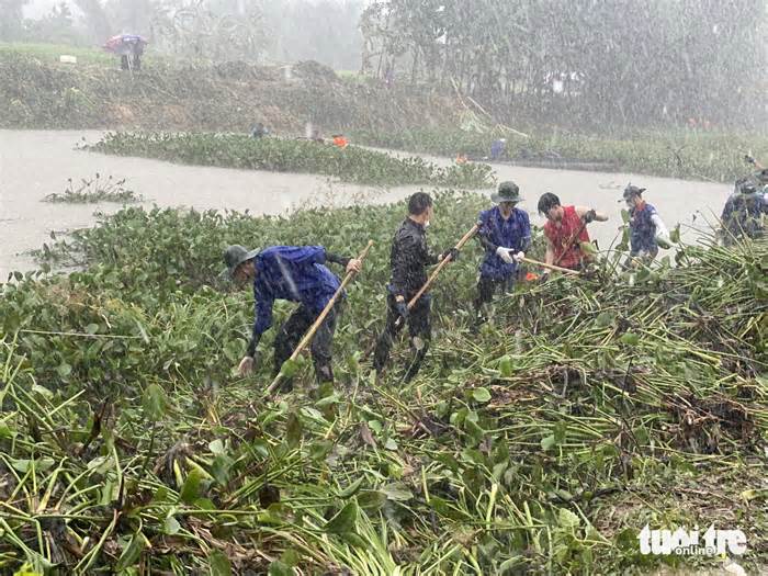Hàng trăm người trẻ Đà Nẵng dầm mưa vớt bèo khơi thông hồ 20.000 mét vuông
