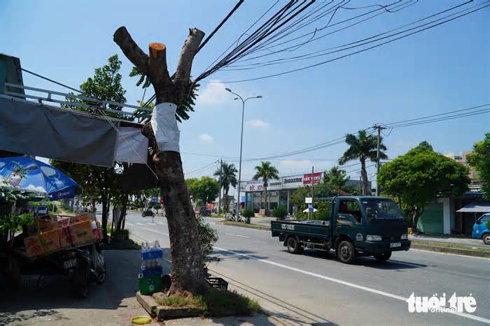 Cắt trọc cây xanh quốc lộ 1: Chủ đầu tư nói bão vào cây ngã xuống, ai mệt?