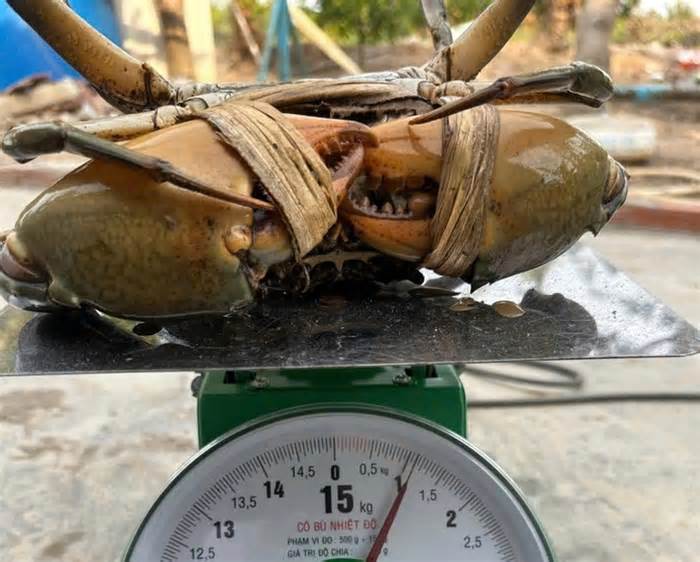 Nông dân Cần Thơ bắt được con cua biển nặng 1,1 kg