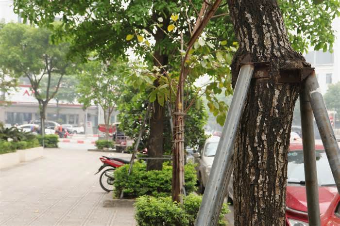 Nhiều cây xanh ở Hà Nội vẫn bị 'đeo gông'