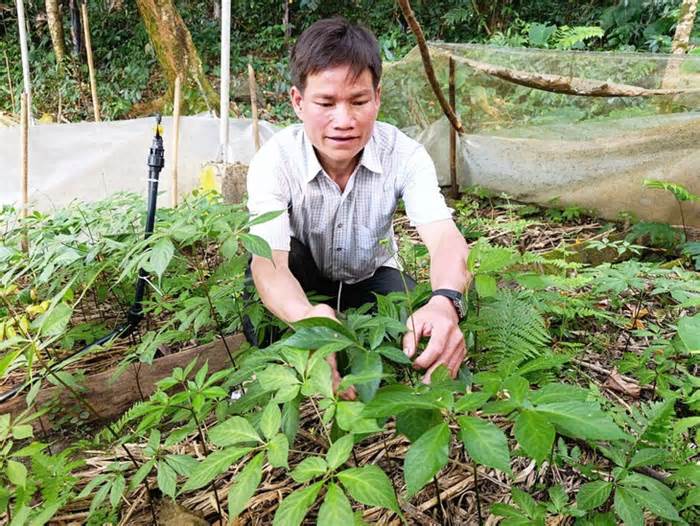 Dân ở vùng đặc biệt khó khăn của Đà Nẵng được hỗ trợ 100% giá mua cây giống sâm Ngọc Linh