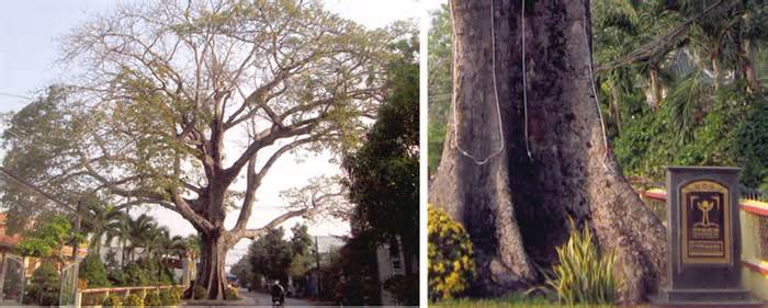 'Lão trôm' hơn 300 tuổi, trời đánh hổng chết