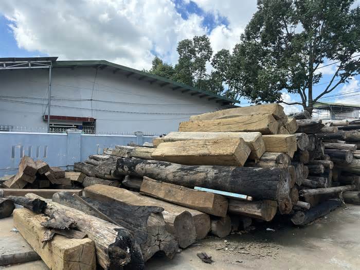 Đắk Lắk xảy ra 537 vụ phá rừng, thiệt hại trên 145ha