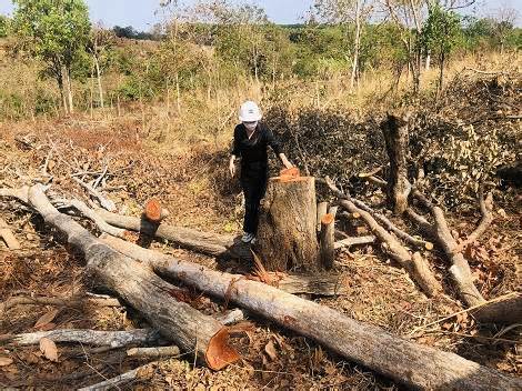 Điều tra, xử lý trách nhiệm trong vụ phá rừng xảy ra tại huyện Mang Yang