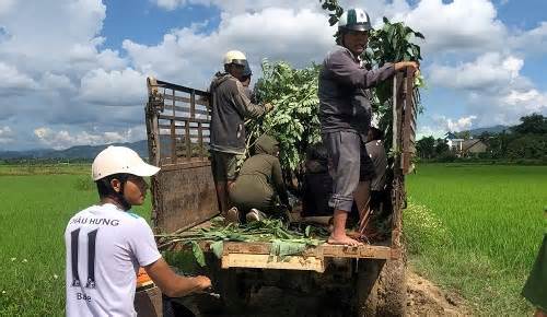 Nhổ mạ non, 2 em nhỏ ở Kon Tum đuối nước tử vong