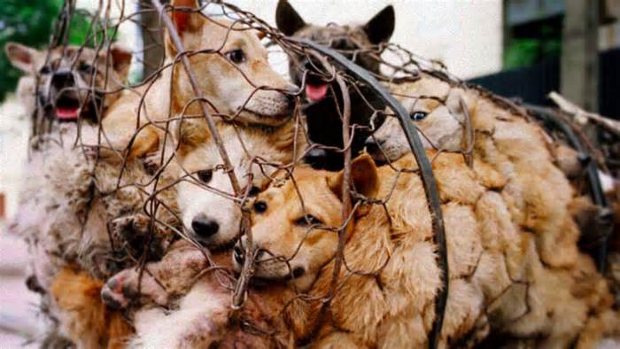 Bộ Ngoại giao Việt Nam nói về khả năng cấm thịt chó