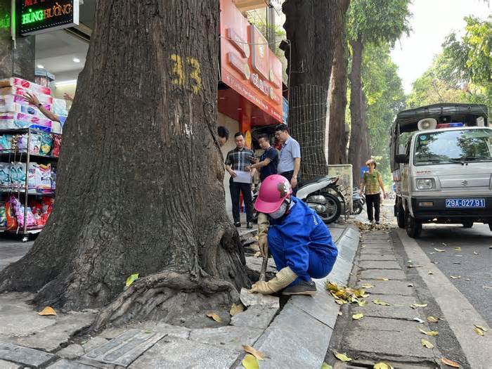 Tháo 'gông cùm' giải cứu hàng cây sao đen hơn 100 tuổi trên phố Lò Đúc