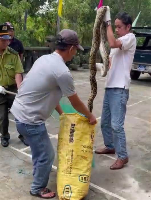 Trăn gấm 10 kg chui vào ngư cụ của ngư dân