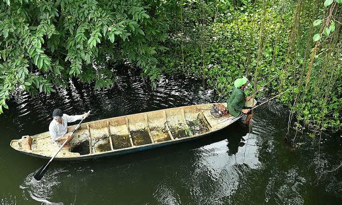 Chích điện bắt cá sấu sổng chuồng ở Kiên Giang