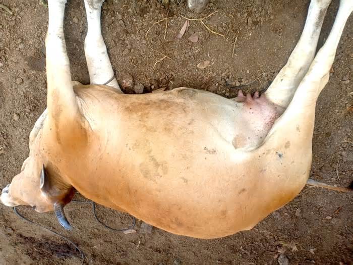 Bò chết hàng loạt ở Gia Lai, nghi do bệnh truyền nhiễm nguy hiểm