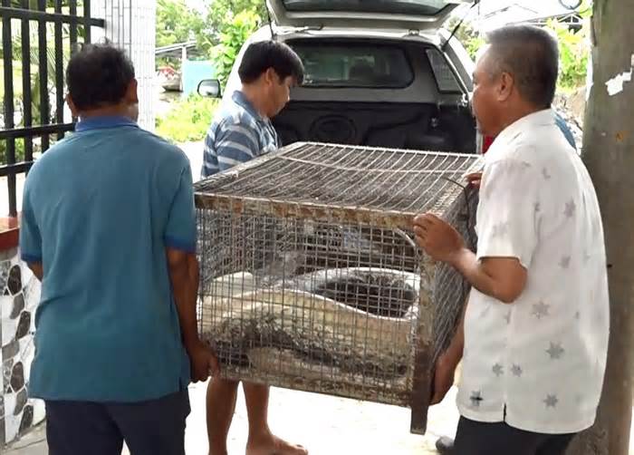 Nuôi cảnh 5 năm, phát hiện thú cưng là trăn đất quý hiếm