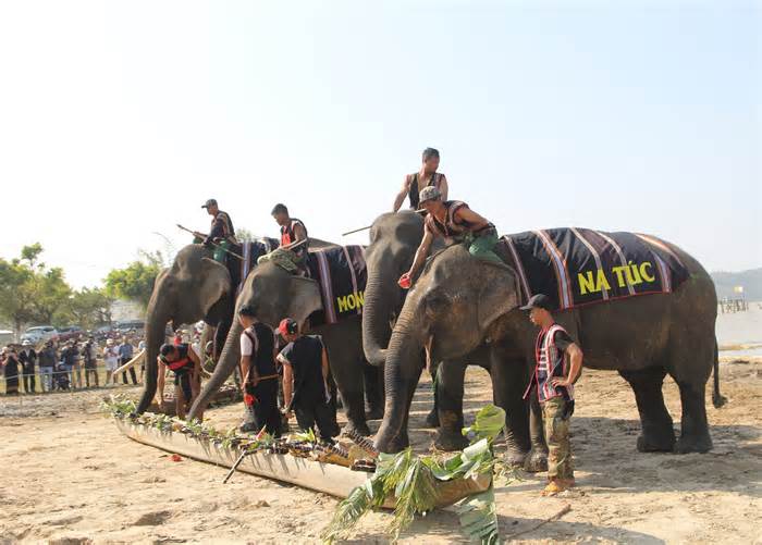 Đắk Lắk: Mở tiệc buffet chiêu đãi voi