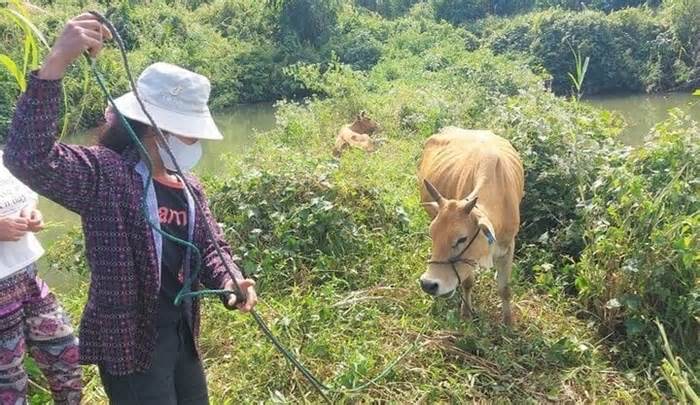 Cấp bò sinh sản nhỏ như bê, cán bộ ở Kon Tum bị đề nghị xử lý trách nhiệm