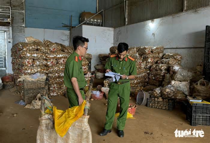 Trung tâm làm giả khoai tây Đà Lạt nằm ở đâu?