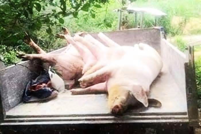 Nguy cơ dịch tả lợn tiếp tục phát sinh, lây lan tại Quảng Bình