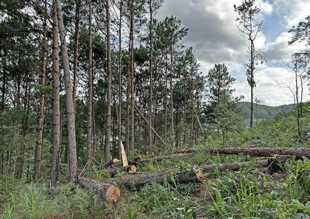 Lâm Đồng: Vẫn còn nhiều bất cập trong quản lý, bảo vệ rừng