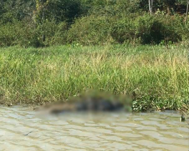 Phát hiện thi thể người phụ nữ trôi dạt trên dòng sông chảy ngược ở Đắk Nông