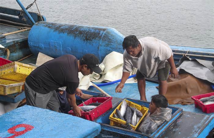 Ngư dân Bình Định cập cảng bán cá đầu năm mới sau chuyến biển kéo dài hơn một tháng