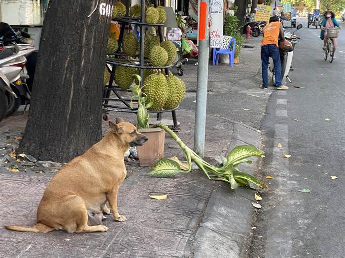 Bệnh dại bùng phát nhiều nơi, chó không rọ mõm vẫn 'tung tăng' trên phố ở TPHCM