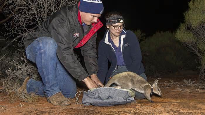 Khám phá ngôi nhà mới ở Úc của những chú chuột túi Wallaby có nguy cơ tuyệt chủng