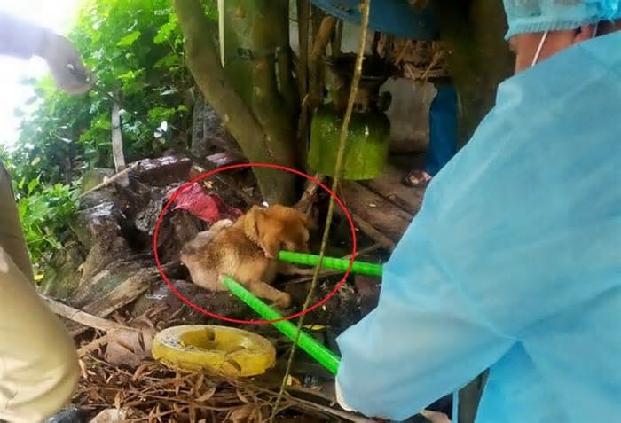 14 người bị 1 con chó dại cắn ở trường tiểu học tại Quảng Ninh
