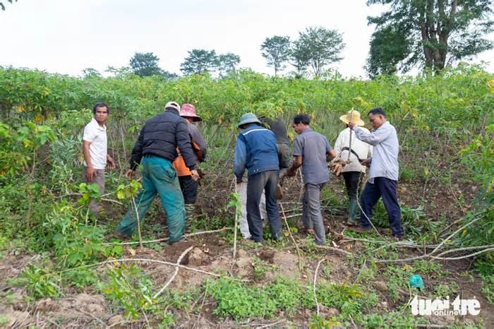 Vụ xe múc chặn đường vào 30ha rẫy sắn: Phó bí thư huyện ủy nói dân phải trả đất dù khó vận động