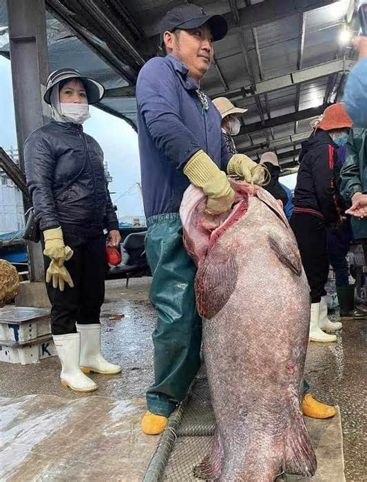 Bắt được con cá mú biển '30 năm mới thấy', nặng gần 70kg