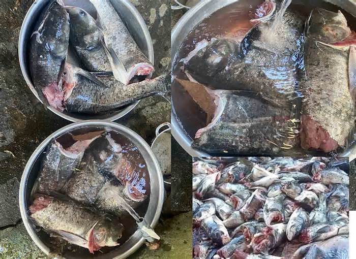 Gần 10 tạ cá mè bị cắt đôi, chết trôi ở hồ Kẻ Gỗ