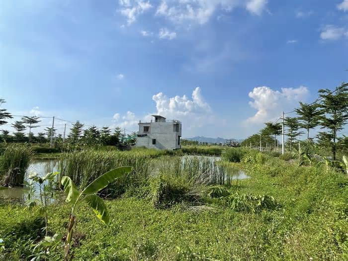 Hàng loạt khu đất ở tại Ninh Bình đấu giá xong để cho cỏ dại mọc