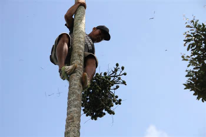 Nam thanh niên ở Đắk Lắk suốt ngày mưu sinh trên... ngọn cây cau